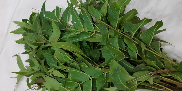 neem kadha benefits