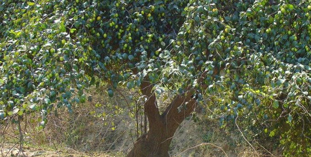 Health-Benefits-Jujube-or-Ber 