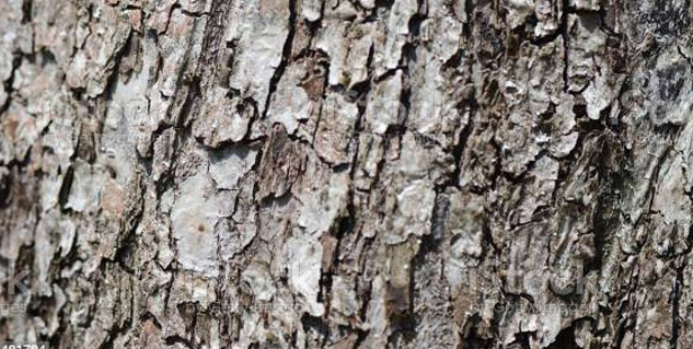 Health-Benefits-Jujube-or-Ber 