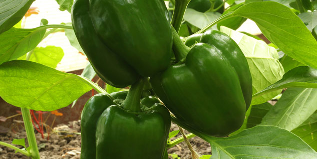 capsicum