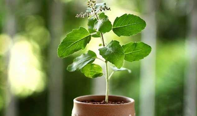 tulsi