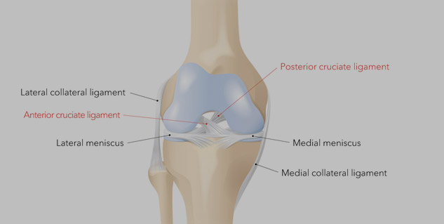 Tendon Vs Ligament. Know The Difference Between These Connective ...