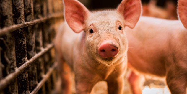 Pig used in the experiment was bioengineered