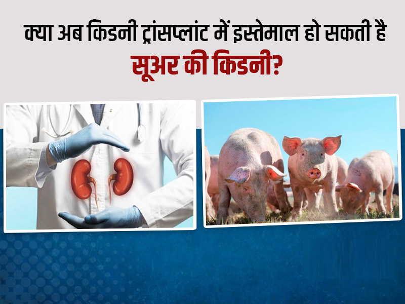 इंसान में सुअर की किडनी लगाने में कामयाब हुए अमेरिकी डॉक्टर्स, मेडिकल साइंस में जल्द आ सकती है नई क्रांति