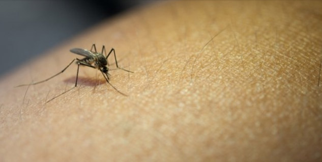Zika virus spreads with the bite of the Aedes mosquito