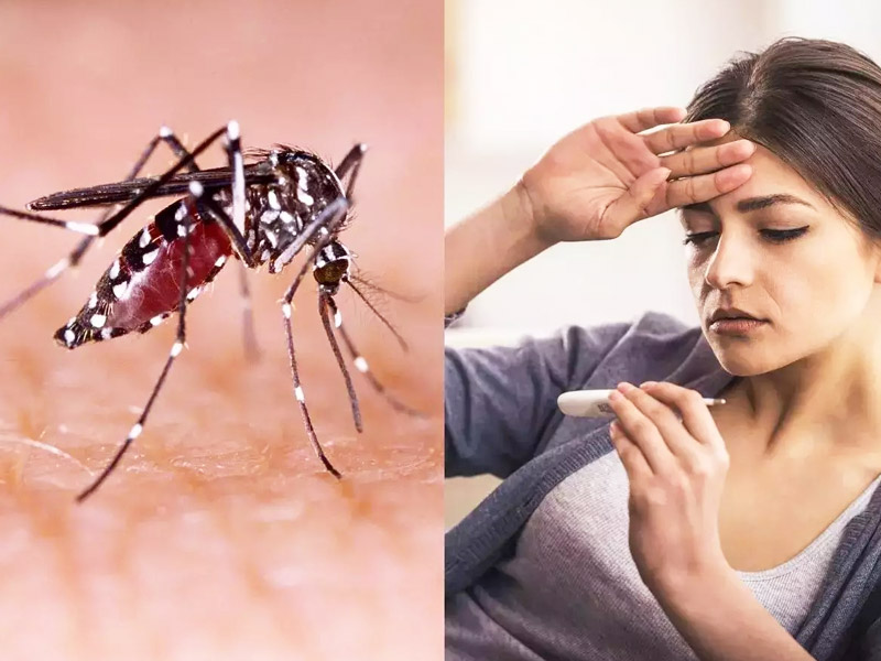 क्या डेंगू संक्रामक रोग है? डॉक्टर से जानें डेंगू कैसे फैलता है