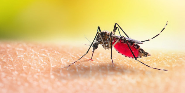 dengue