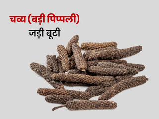 चव्य (बड़ी पिप्पली) के उपयोग से सेहत को होते हैं ये 6 फायदे, जानें इस्तेमाल करने का तरीका
