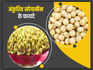 कोलेस्ट्रॉल कम करता है अंकुरित सोयाबीन, जानें इसे खाने के 5 बड़े फायदे