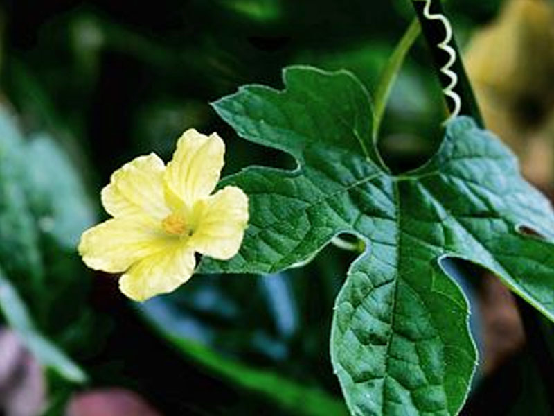 करेले के फूलों में होते हैं औषधीय गुण, जानें इसके 8 फायदे और इस्तेमाल का तरीका