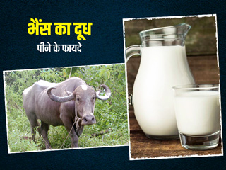 भैंस का दूध पीने के 5 जबरदस्त फायदे 