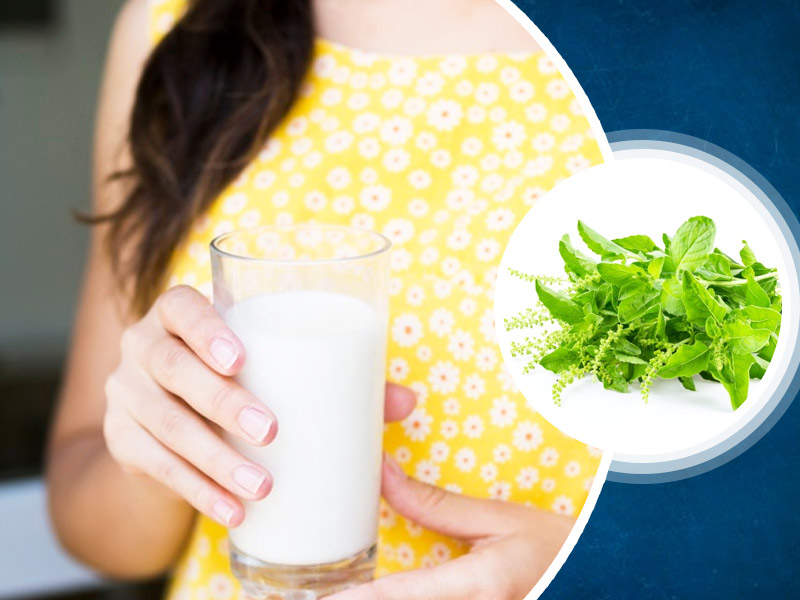 Tulsi Milk Is Great For Overall Health Learn Its Benefits and