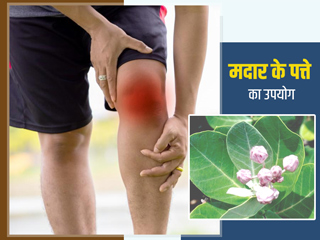 मदार के पत्तों से हो सकता है पैर दर्द, चोट और हड्डियों में सूजन का इलाज, जानें इस्तेमाल का तरीका और फायदे
