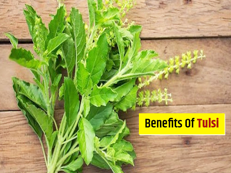 Tulsi Or Holy Basil Has Phenomenal Benefits Know What They Are