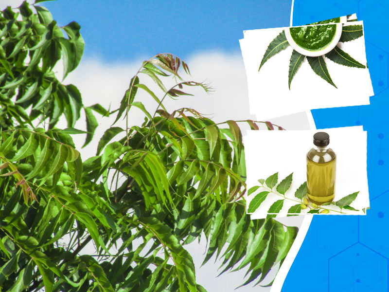 Why Neem Should Be A Part Of Your Skin And Hair Care Regimen