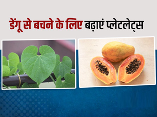 डेंगू बुखार होने पर प्लेटलेट्स बढ़ाना है, तो ऐसे करें गिलोय और पपीते के पत्तों का इस्तेमाल