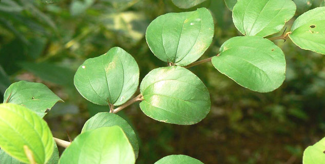 ber ke patte ke fayde