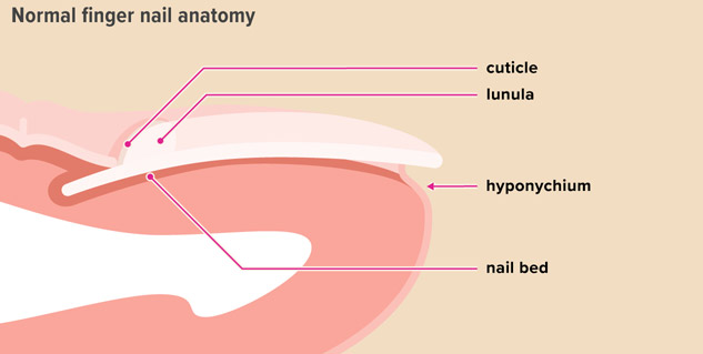 1,800+ Fingernail Anatomy Stock Photos, Pictures & Royalty-Free Images -  iStock