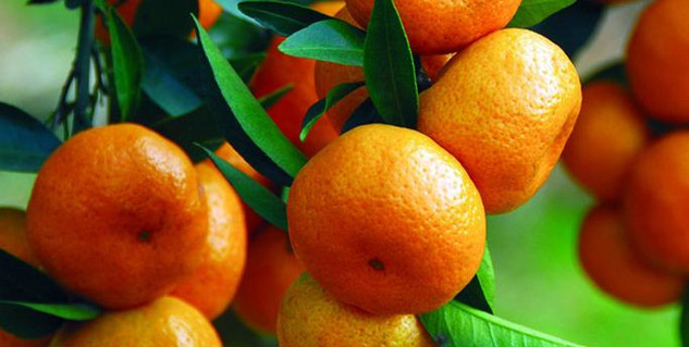 orange fruit