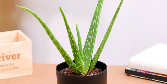 aloe vera plant