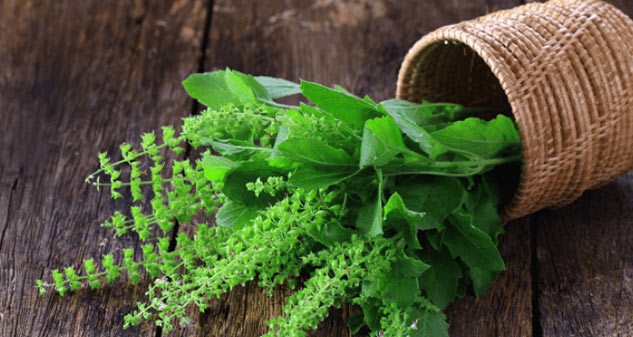 tulsi benefits