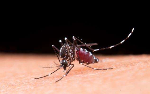 New-Dengue-Variant-DENV-2