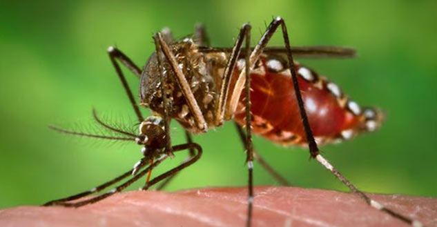 dengue