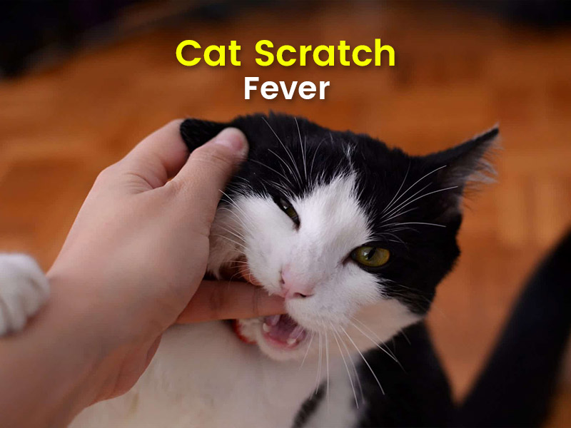 Cat scratch outlet fever treatment