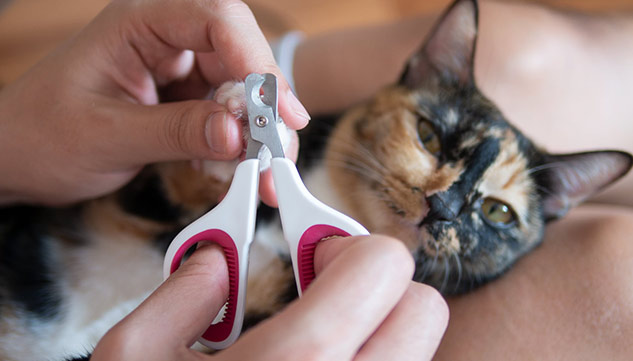 What happens when a cat scratches you if it's a minor scratch? - Quora