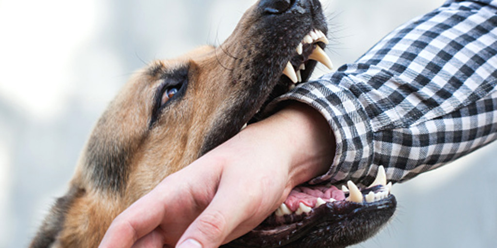 First aid and Home Remedies for Dog Bite in Hindi कुत्ता काटने पर