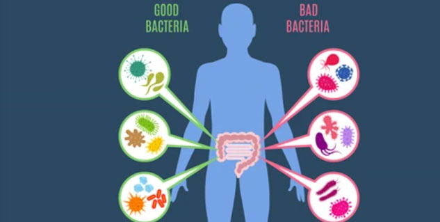 Gut Bacteria