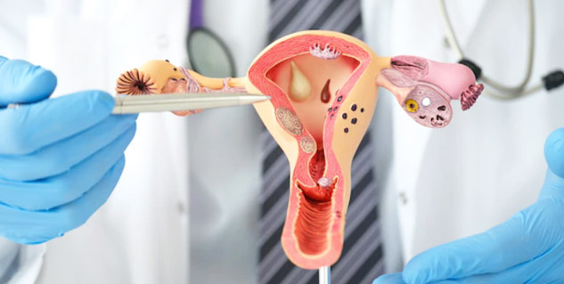 uterus