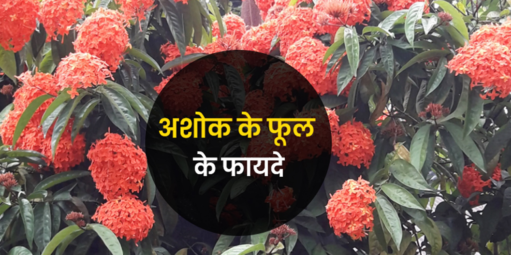 अशोक के फूल के फायदे Ashoka Flower Benefits in Hindi Ashok ke Phool