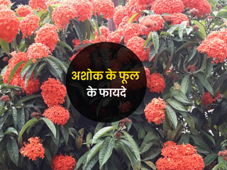 अशोक का फूल दूर कर सकता है आपकी ये 5 समस्याएं, जानें इस्तेमाल का तरीका