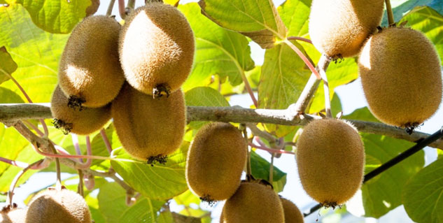 fruit kiwi