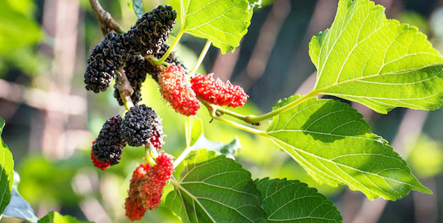 Health Benefits of Mulberry or Shehtoot | Onlymyhealth