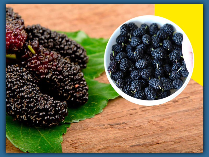 Here Is Why You Must Eat Mulberries When In Season