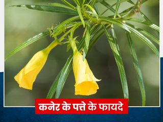 कनेर के पत्ते के 5 फायदे और इन्हें इस्तेमाल करने के तरीके