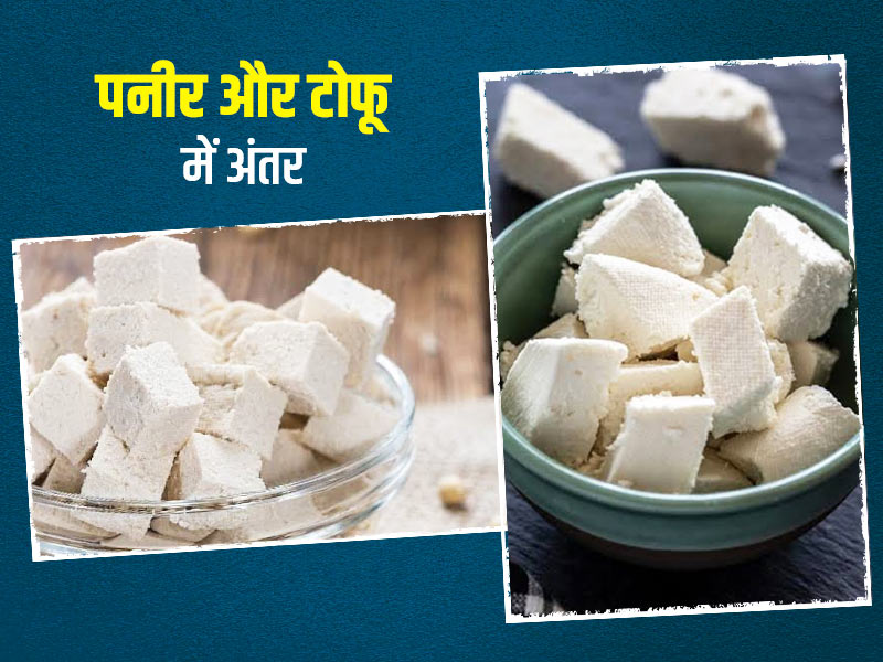 Tofu vs Paneer: पनीर और टोफू दोनों में से क्या है ज्यादा फायदेमंद, जानें इनमें मौजूद पोषक तत्व
