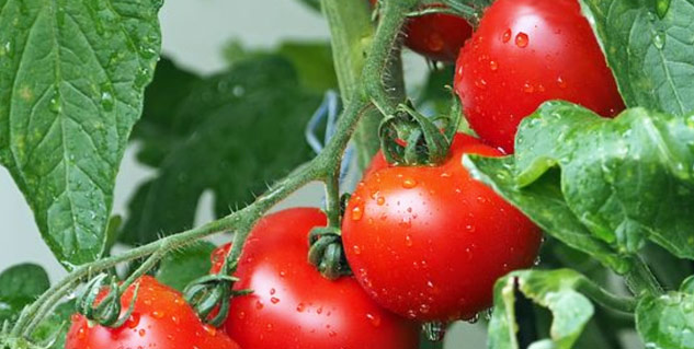 red tomatoes