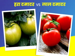 हरे टमाटर vs लाल टमाटर: सेहत के लिए कौन से टमाटर हैं ज्यादा हेल्दी?