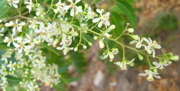 neem-flower-juice