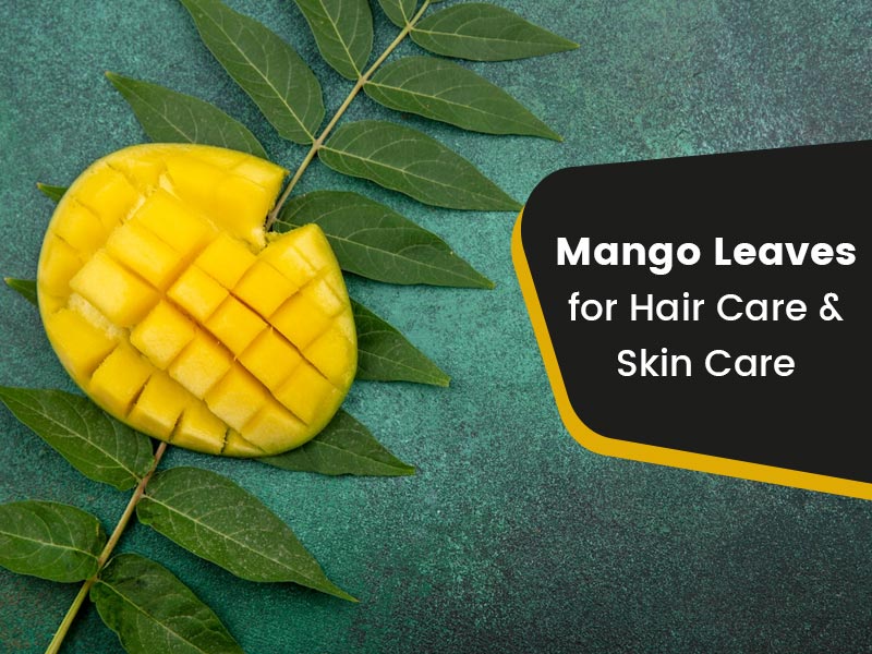 Mango Leaves Are Great for Hair, Learn Benefits and Ways To Use