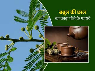 पीरियड्स, मोटापा जैसी इन 6 परेशानियों को दूर करता है बबूल की छाल का काढ़ा, जानें बनाने का तरीका