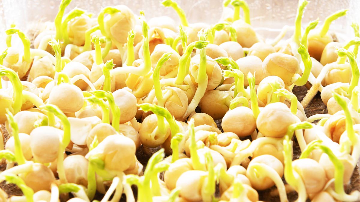 Sprouted Chana And Jaggery Benefits In Hindi