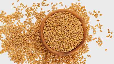 गेहूं को भिगोकर खाने से सेहत को होते हैं कई फायदे, जानें खाने का तरीका