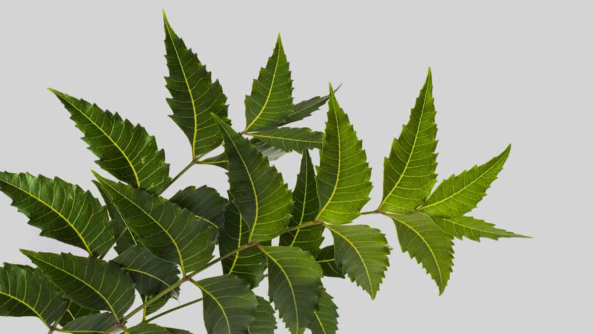Neem face pack benefits in hindi