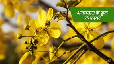 अमलतास के फूल होते हैं सेहत के लिए बहुत फायदेमंद, जानें इस्तेमाल का तरीका 