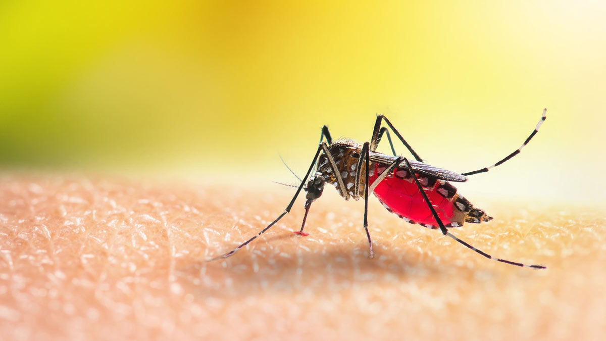 मच्छरों के काटने से होने वाली बीमारियां और उनके लक्षण जानें