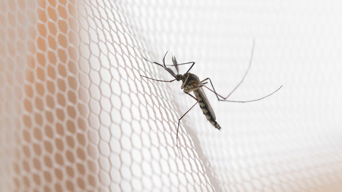 Diseases Caused By Mosquito Bites